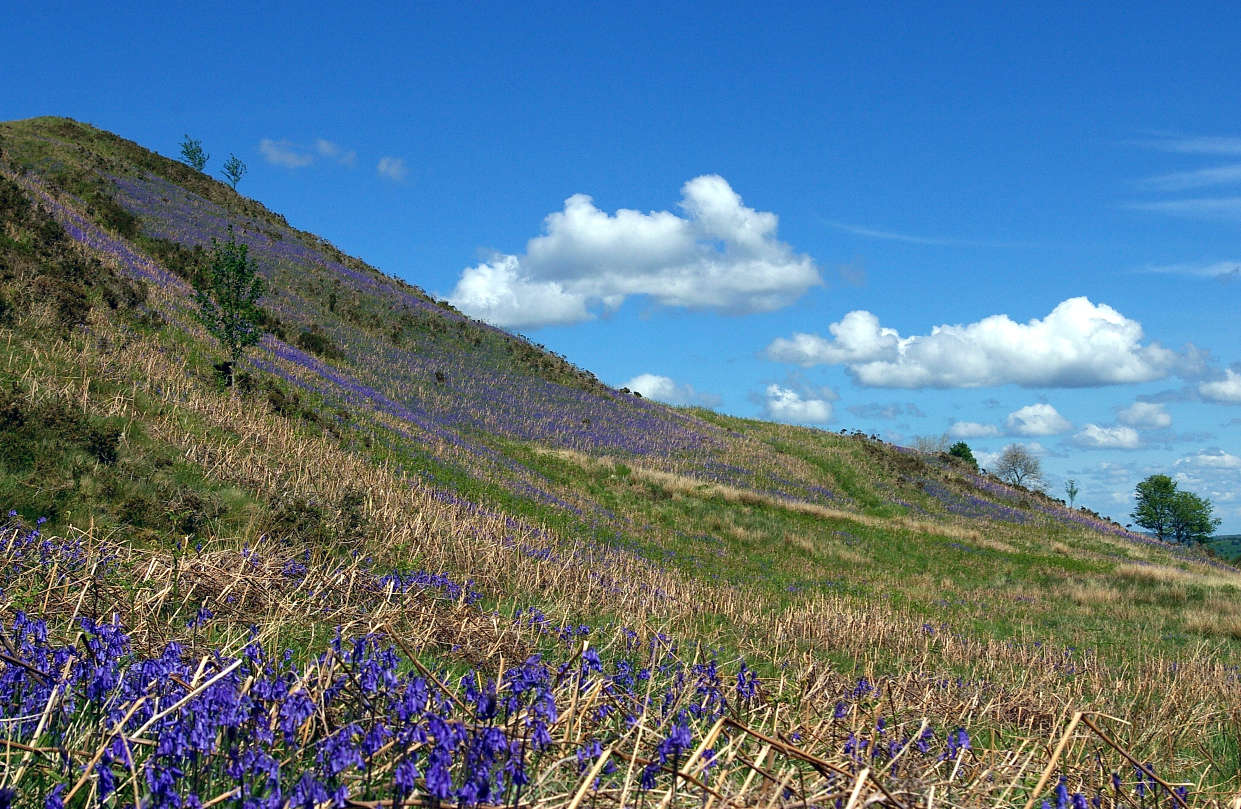 BLUEBELL HILL. Bill Bagley Photography